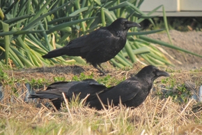 ハシボソガラス